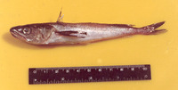 Merluccius productus, North Pacific hake: fisheries