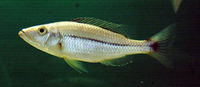Dimidiochromis dimidiatus, Ncheni type haplochromis: fisheries, aquarium