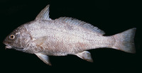 Umbrina ronchus, Fusca drum: fisheries, gamefish