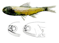 Diaphus fragilis, Fragile lantern fish: