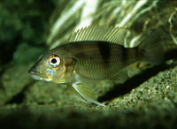 Gnathochromis permaxillaris, : aquarium