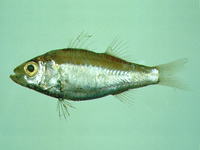 Acropoma hanedai, : fisheries