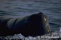 Image of: Physeter catodon (sperm whale)
