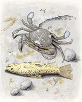 Image of: Decapoda (crabs, shrimp, and relatives)
