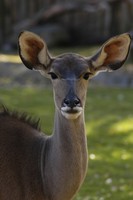Tragelaphus strepsiceros - Greater Kudu