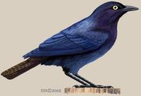 Image of: Lamprotornis cupreocauda (copper-tailed glossy)