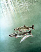 Image of: Salvelinus namaycush (lake trout)
