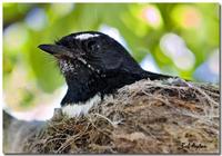 Willy Wagtail Nesting.jpg