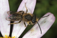 : Andrena sp.