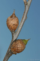 : Callirhytis flora; Live Oak Petiole Gall Wasp;