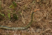 : Psammophis punctulatus; Sand Snake