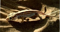 : Teratoscincus scincus; Flat-teil Striped Gecko