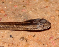 : Thamnodynastes sp.