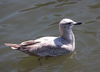 Thayer's Gull  Larus thayeri