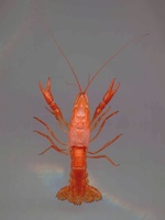 Procambarus fallax