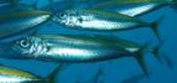 Decapterus koheru, Koheru: fisheries, gamefish