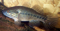 Dormitator maculatus, Fat sleeper: aquarium