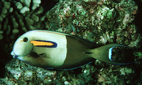 Acanthurus olivaceus, Orangespot surgeonfish: fisheries, aquarium