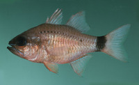 Apogon fleurieu, Cardinalfish: