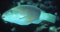 Chlorurus sordidus, Daisy parrotfish: fisheries, aquarium