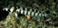 Parapercis tetracantha, Reticulated sandperch: aquarium