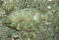 Cyclopsetta panamensis, God's flounder: fisheries