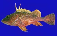 Pontinus vaughani, Spotback scorpionfish: fisheries