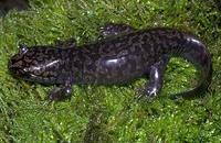 Image of: Dicamptodon ensatus (California giant salamander)