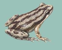Image of: Pseudacris triseriata (striped chorus frog)