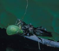 Image of: Sinea diadema (spined assassin bug)