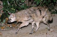 Proteles cristatus - Aardwolf