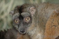 Eulemur fulvus mayottensis - Mayotte Lemur