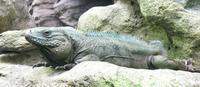 Image of: Cyclura lewisi (Grand Cayman rock iguana)
