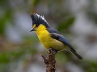 Yellow Tit - Parus holsti