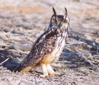 Rock Eagle-Owl - Bubo bengalensis