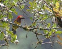 Crimson-mantled Woodpecker - Piculus rivolii
