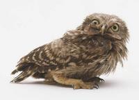 Little Owl (Athene noctua)