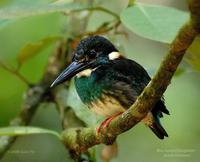 Blue-banded Kingfisher (male)
