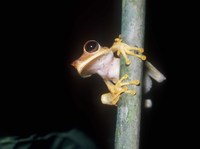 : Hypsiboas fasciatus; Spotted-thighed Treefrog