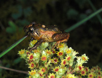 : Pristimantis nervicus