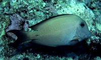 : Ctenochaetus striatus; Striated Surgeonfish