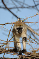 : Cercopithecus aethiops; Black Faced Vervet Monkey