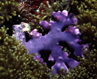 : Heliopora coerulea; Blue Coral