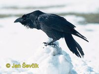Photo of krkavec velký, Corvus corax, Raven, Kolkrabe