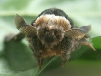Poecilocampa populi - December Moth