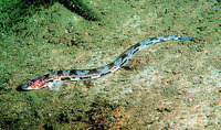 Lumpenus lampretaeformis, Snakeblenny: