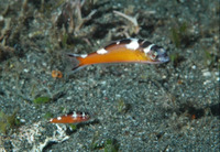 Serranus tabacarius, Tobaccofish: aquarium