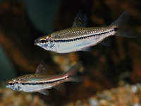 Nannaethiops unitaeniatus, Oneline tetra: aquarium