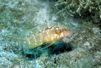 Pteragogus pelycus, Sideburn wrasse: aquarium