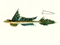 Callionymus grossi, Gross's stinkfish: